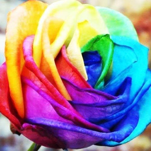 10 semi variopinti dell'arcobaleno Sorbetto Rose cespuglio di Fiori Félig Stratisfied